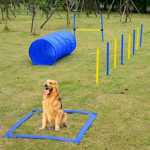 cão divertindo-se praticando um treino de agility