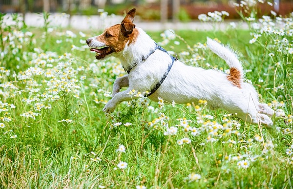 cão correndo no parque