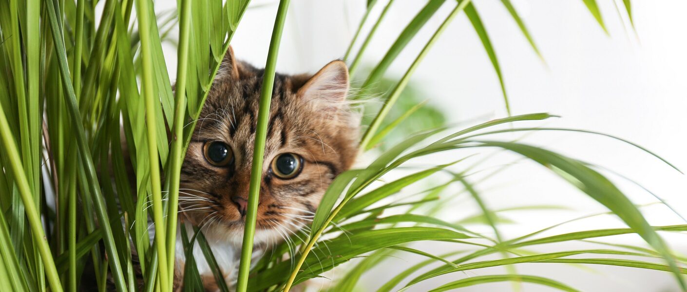 gato escondido atrás de uma planta