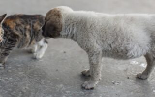 cão e gato abandonados