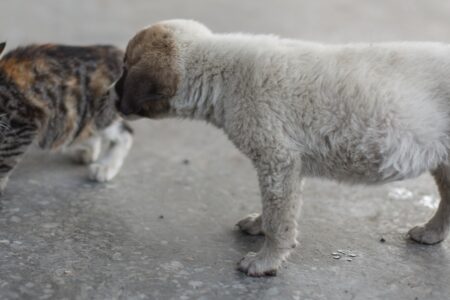cão e gato abandonados