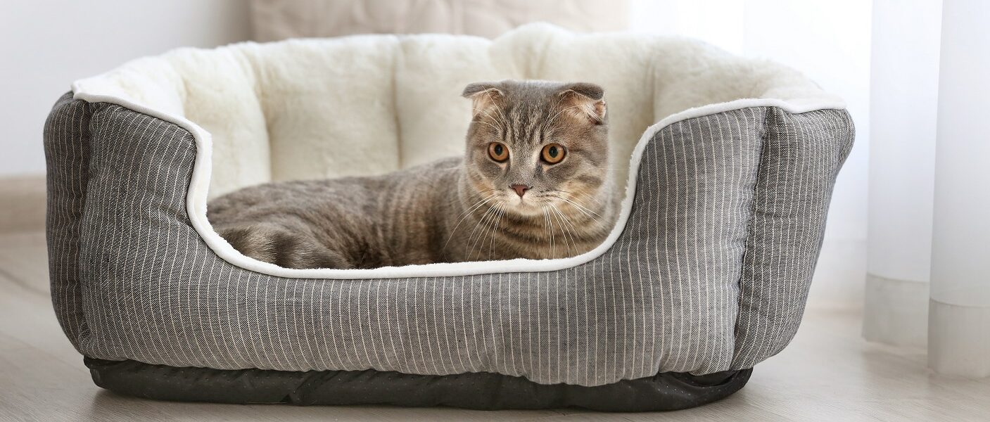 gato descansando em sua cama cinza e branca