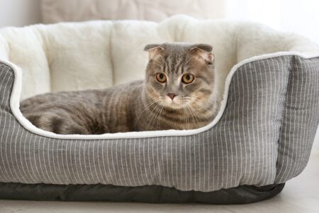 gato descansando em sua cama cinza e branca