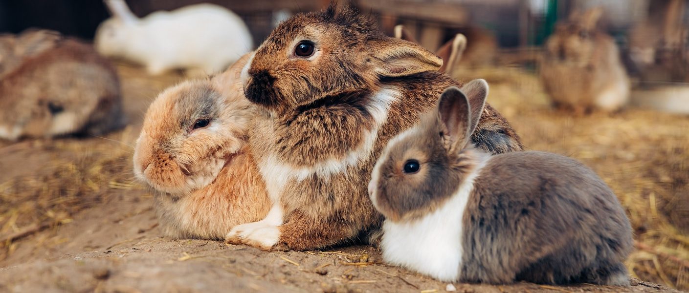 três coelhos de corres marrom branco e bege dentro de uma coelheira