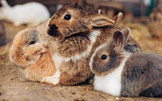 três coelhos de corres marrom branco e bege dentro de uma coelheira