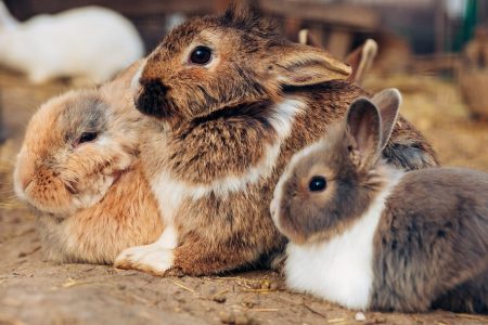 três coelhos de corres marrom branco e bege dentro de uma coelheira