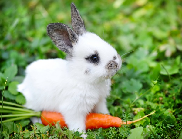 pequeno coelho branco e cinza com uma cenoura no jardim