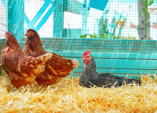 três galinhas dentro de um galinheiro, sendo 2 em pé e uma sentada