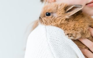 menina segurando um pequeno coelho na cor marrom