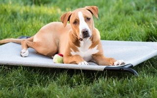 cão deitado em uma cama elevada no jardim