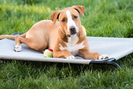 cão deitado em uma cama elevada no jardim