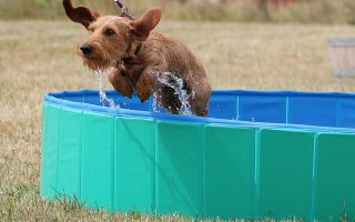 cão se refrescando em uma piscina para animais de estimação