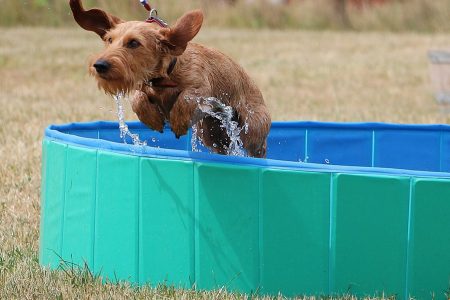 cão se refrescando em uma piscina para animais de estimação