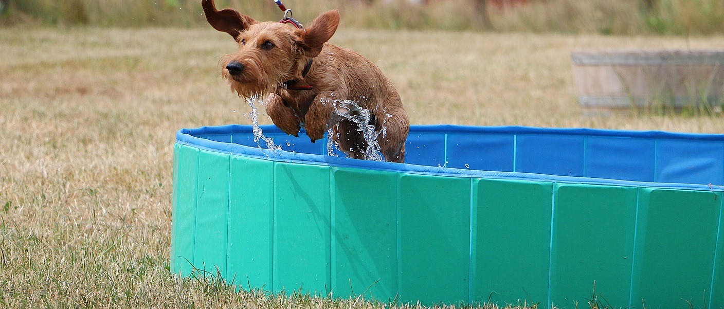 cão se refrescando em uma piscina para animais de estimação