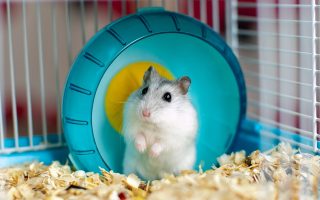 hamster dentro de uma gaiola com uma roda de exercícios azul