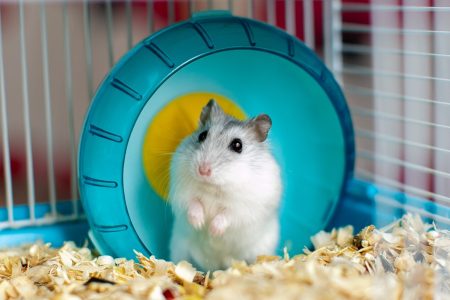 hamster dentro de uma gaiola com uma roda de exercícios azul