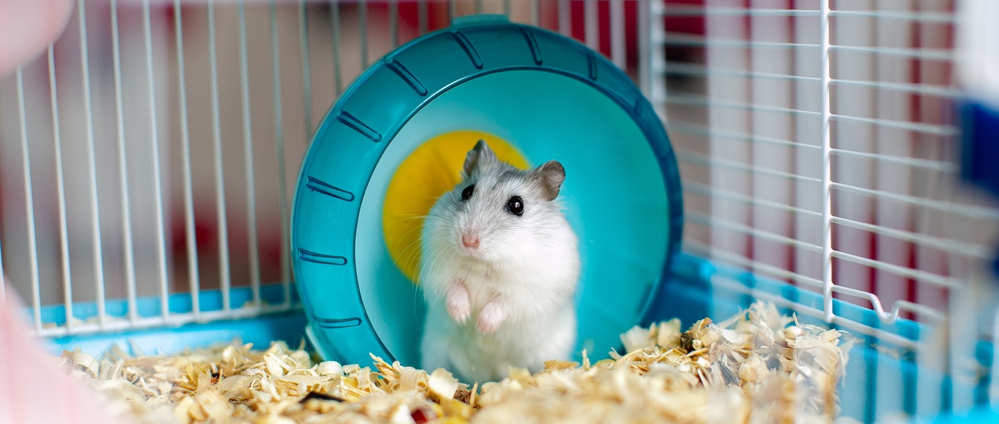 hamster dentro de uma gaiola com uma roda de exercícios azul