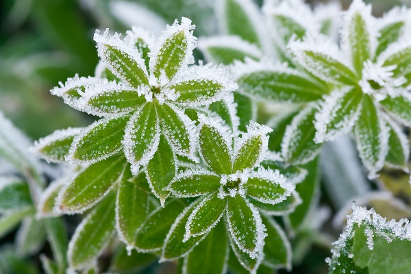 planta com neve na superfície