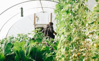 homem cuidando dos seus cultivos e plantas dentro de uma estufa