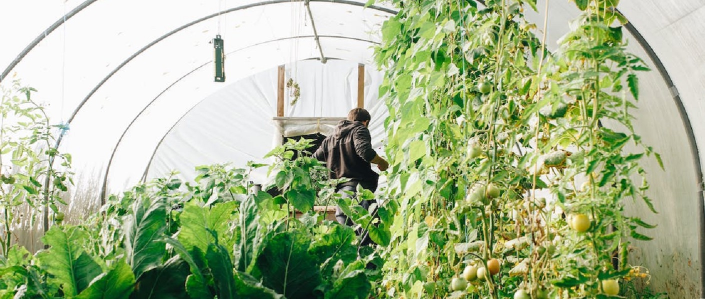 homem cuidando dos seus cultivos e plantas dentro de uma estufa