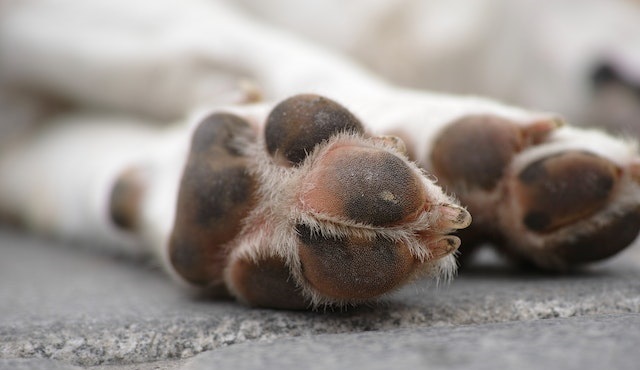 patas de um cão