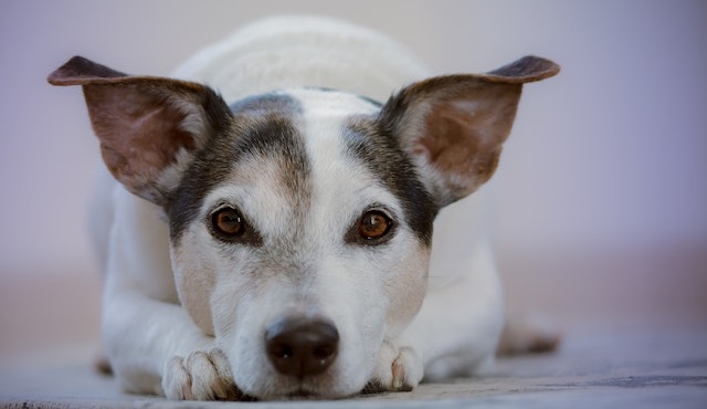 cão prestando atenção