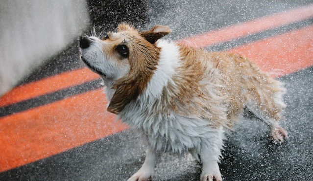 cão sacudindo o seu corpo molhado