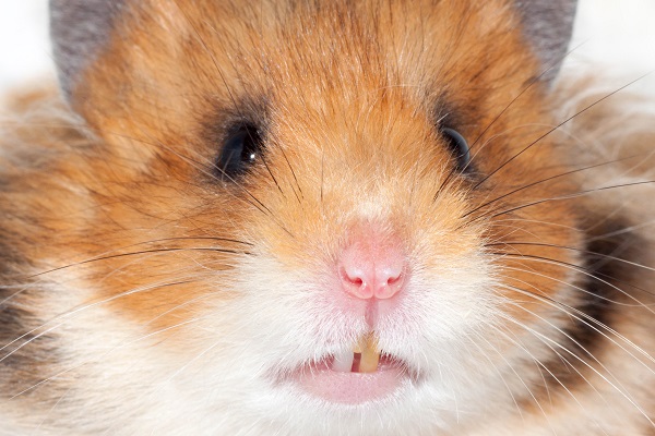 hamster branco e marrom com os dentes aparecendo