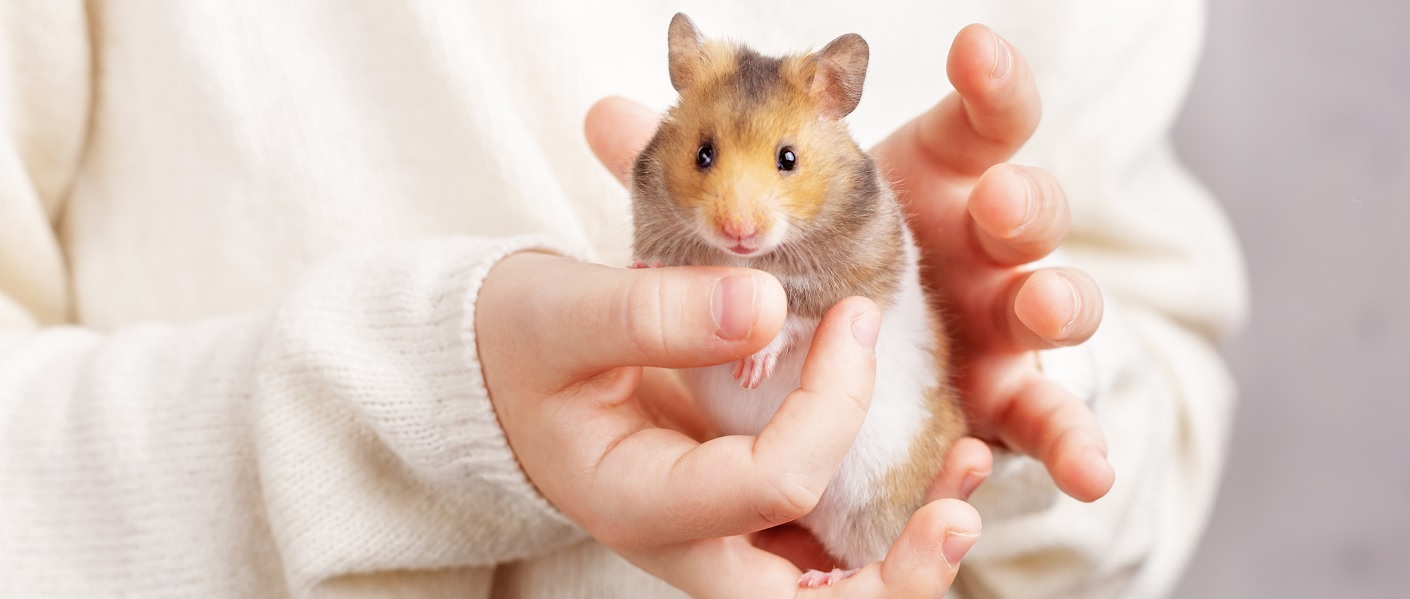 hamster branco e marrom na mão de uma mulher