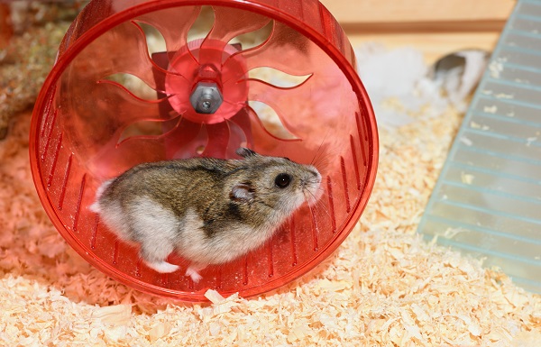 hamster correndo na roda de exercício