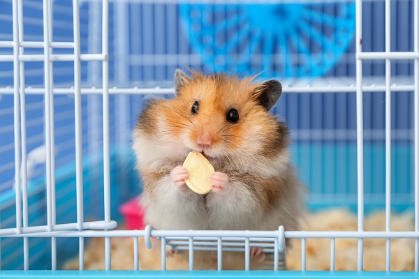 hamster dentro da gaiola comendo