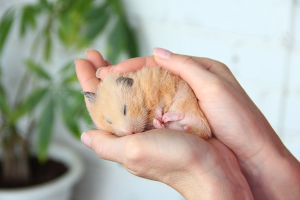 hamster dormindo na mão de uma pessoa