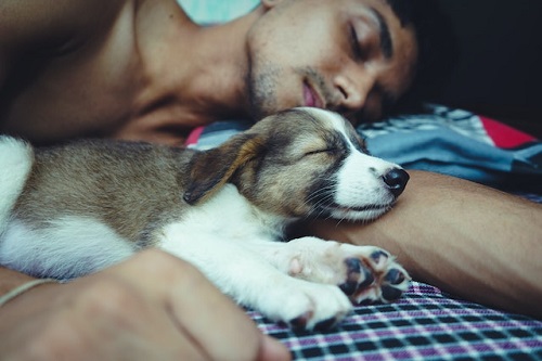 homem dormindo com o seu cão em uma cama 