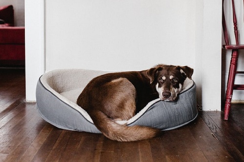 cão dormindo em sua propria cama 