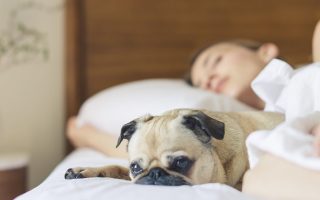 cão dormindo em uma cama com o seu dono