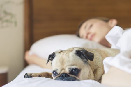 cão dormindo em uma cama com o seu dono