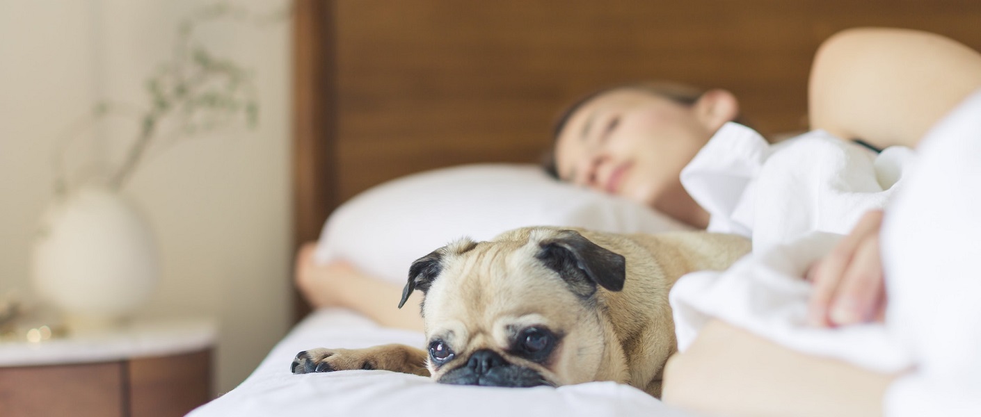 cão dormindo em uma cama com o seu dono