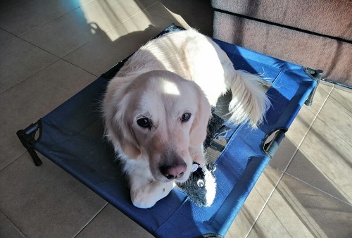 cão golden deitado em sua cama elevada 