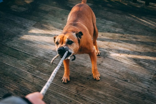 cão em posição de dominância