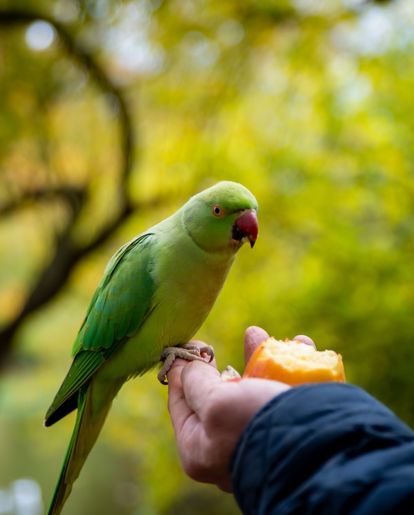 passarinho comendo uma fruta