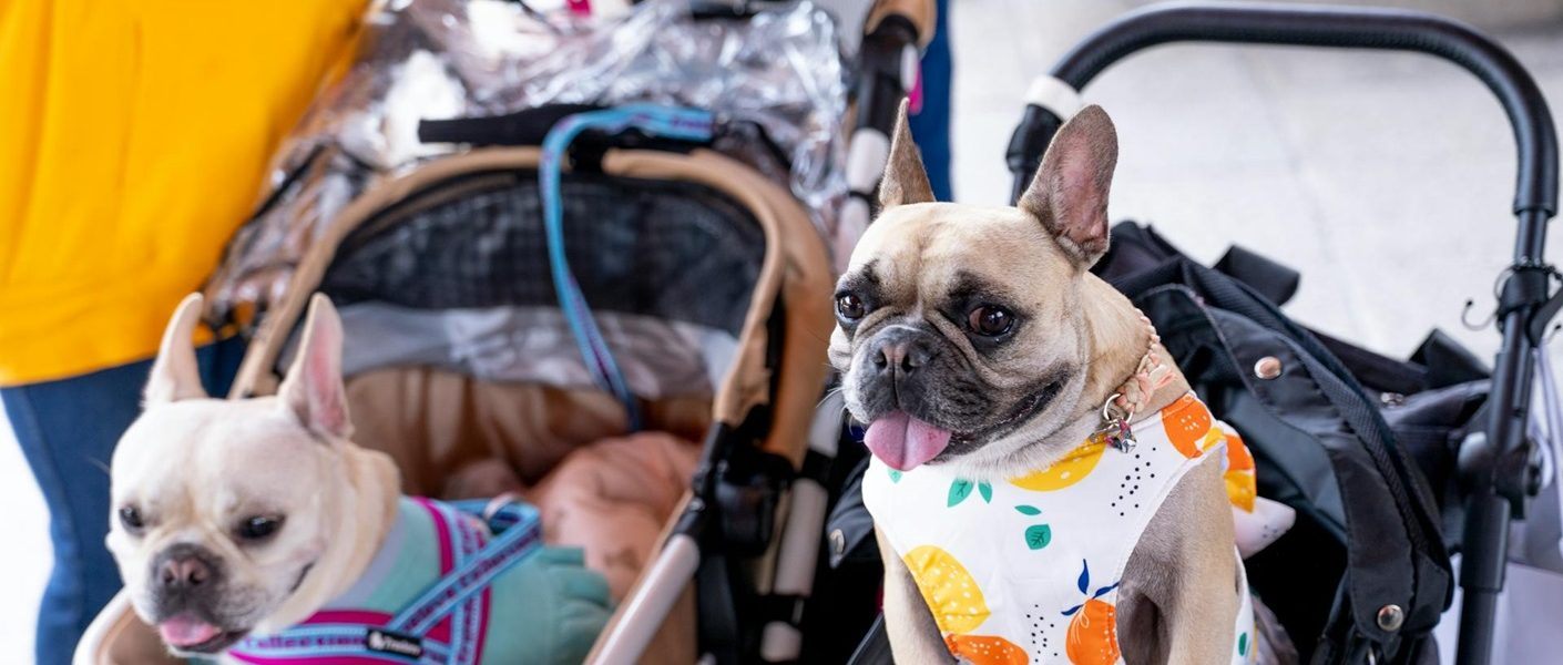 dois carrinho de passeio com cães dentro