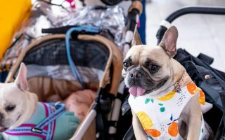 dois carrinho de passeio com cães dentro