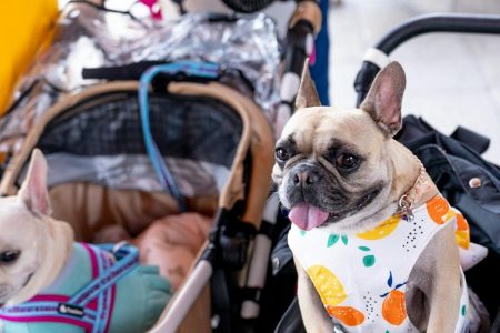 dois carrinho de passeio com cães dentro